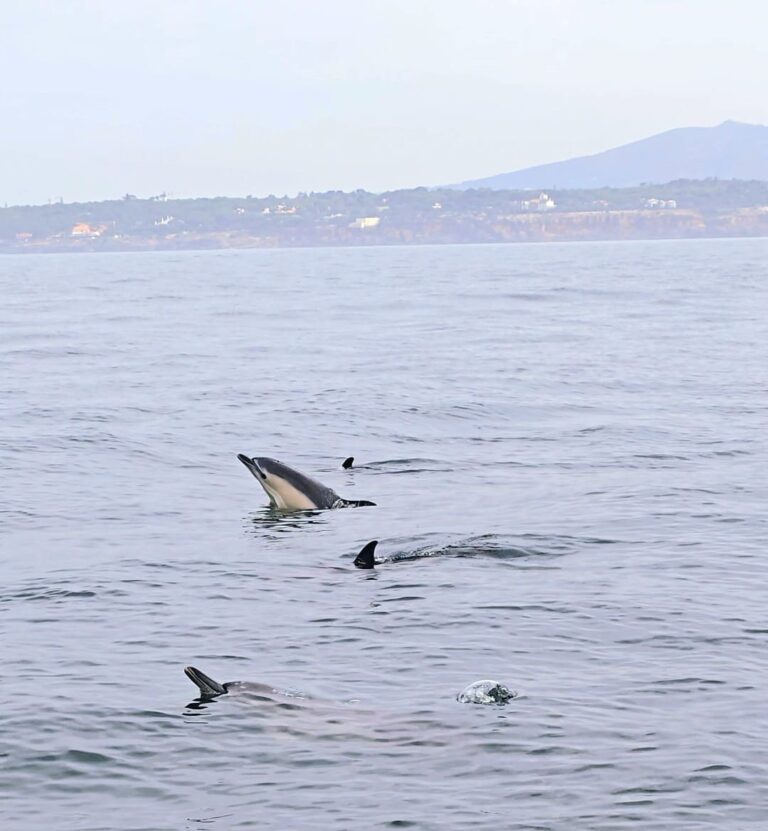 À la rencontre des dauphins à Cascais 🐬