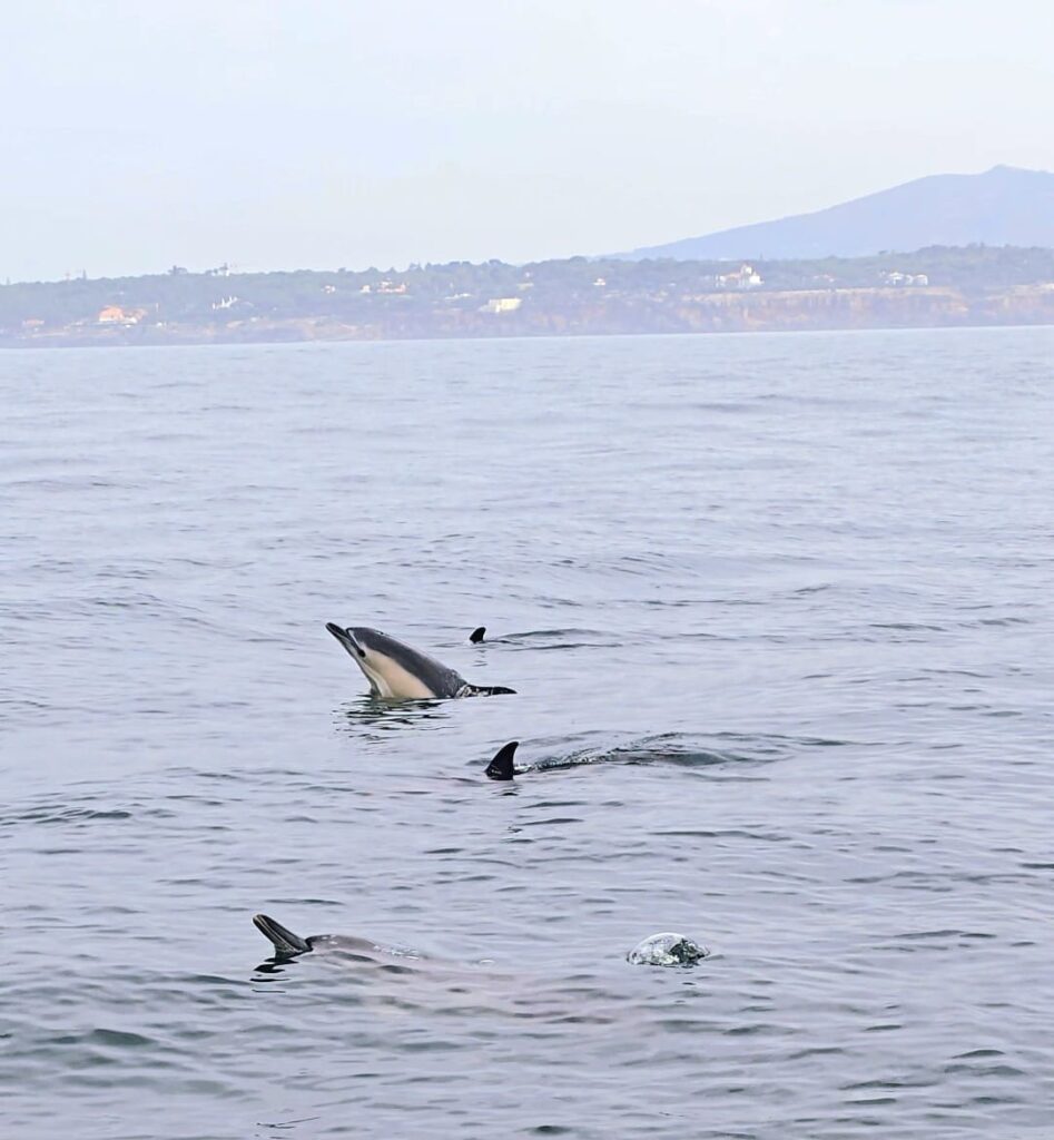 À la rencontre des dauphins à Cascais 🐬