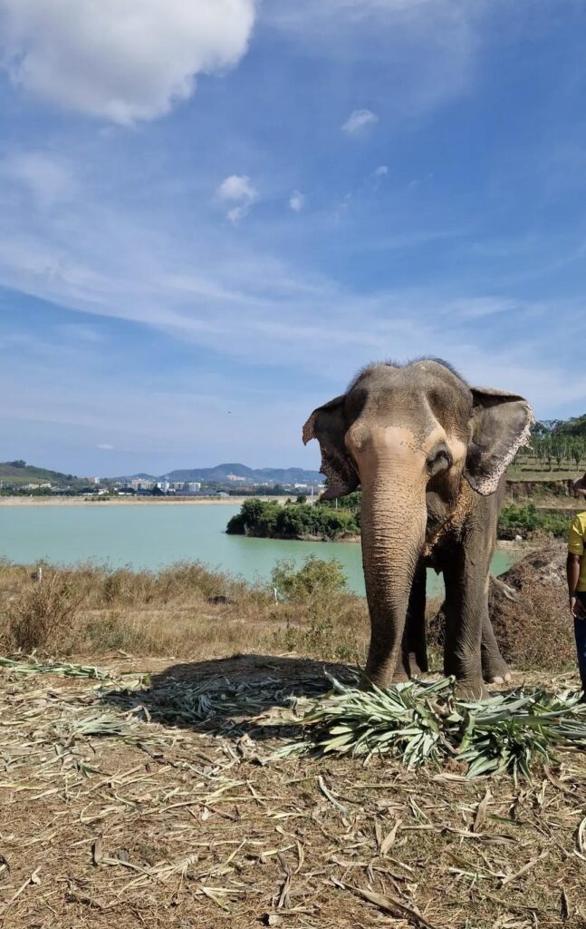 Bukit Elephant Park Phuket — Une rencontre respectueuse avec les éléphants 🐘🌿