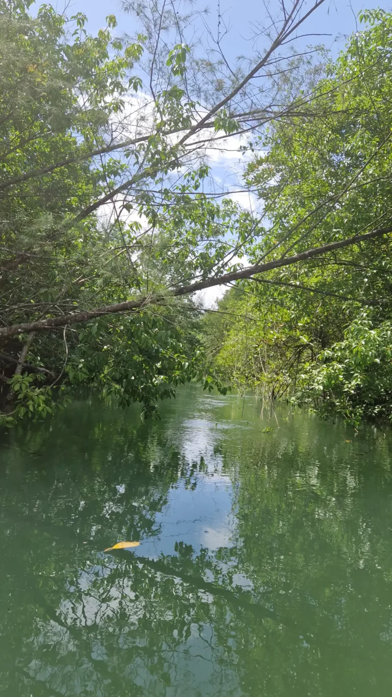 Canoë dans la mangrove — Khao Lak 🛶🌿