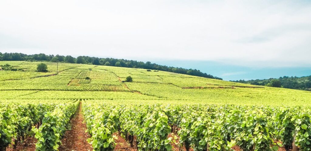Bourgogne — Entre vignobles, patrimoine et art de vivre 🍇🏰