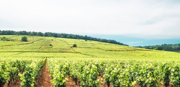 Bourgogne — Entre vignobles, patrimoine et art de vivre 🍇🏰