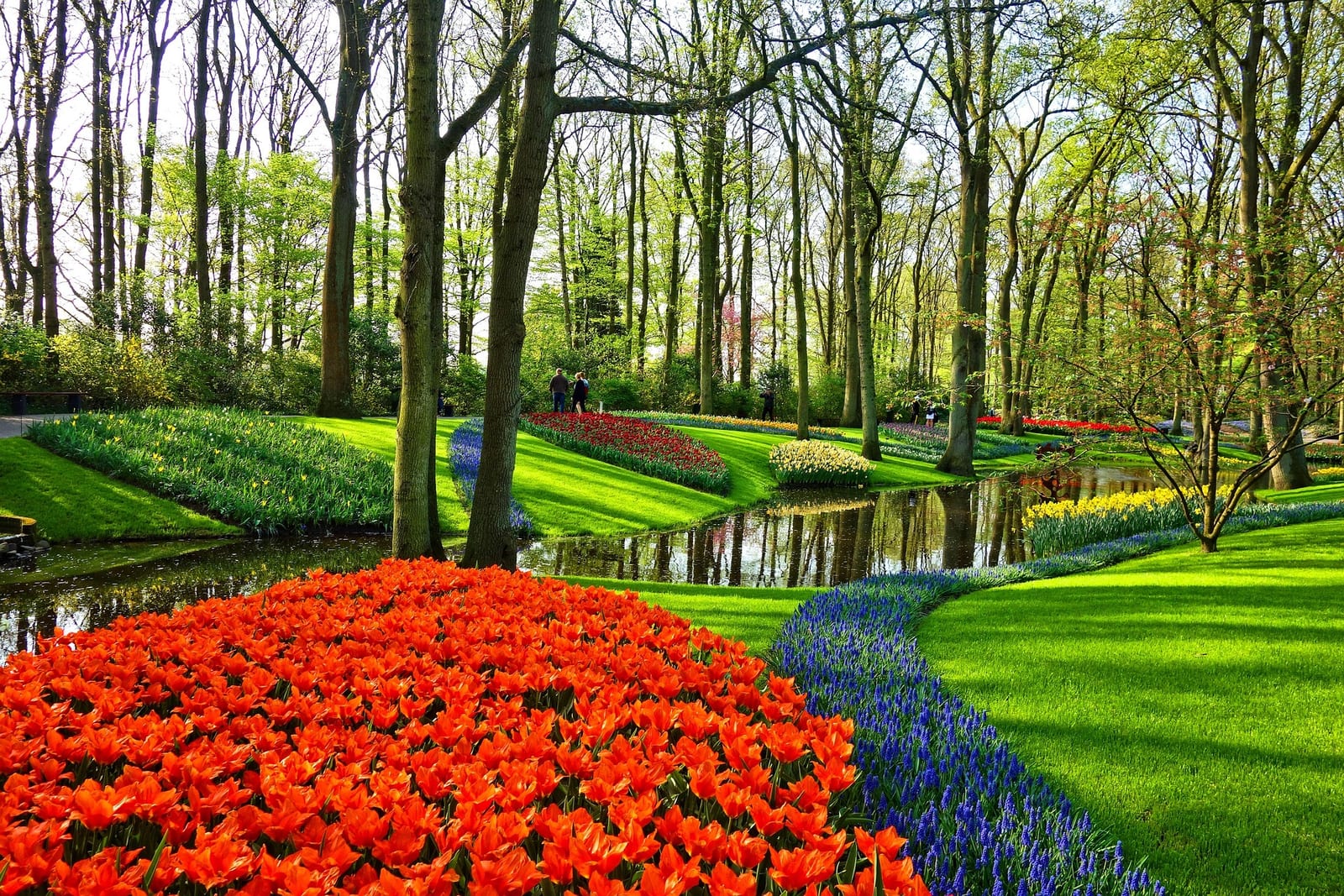 Keukenhof — Tulipes en fleur