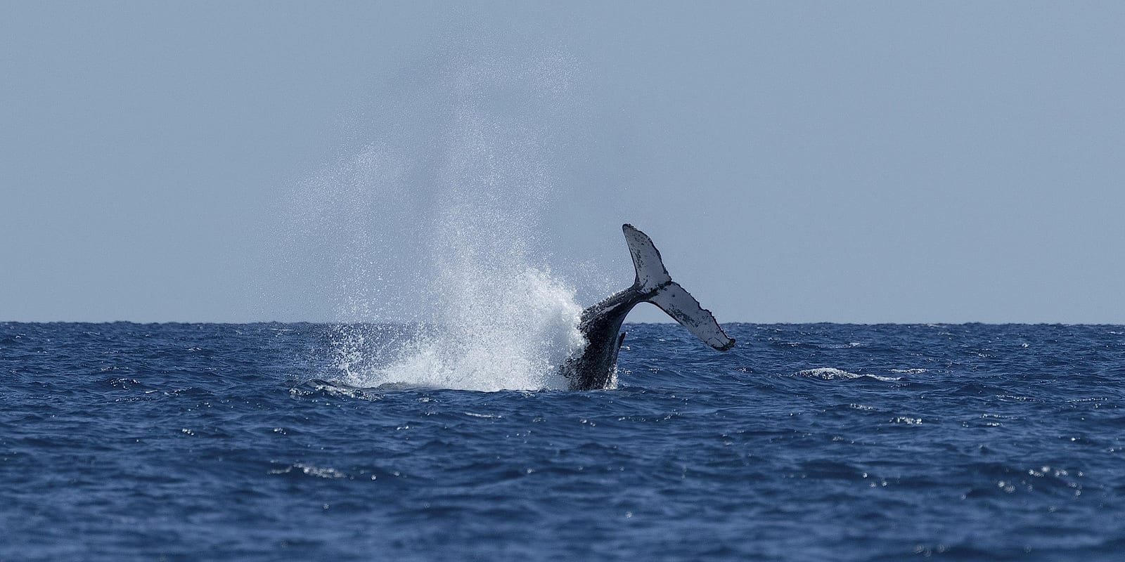 Whale Watching Season