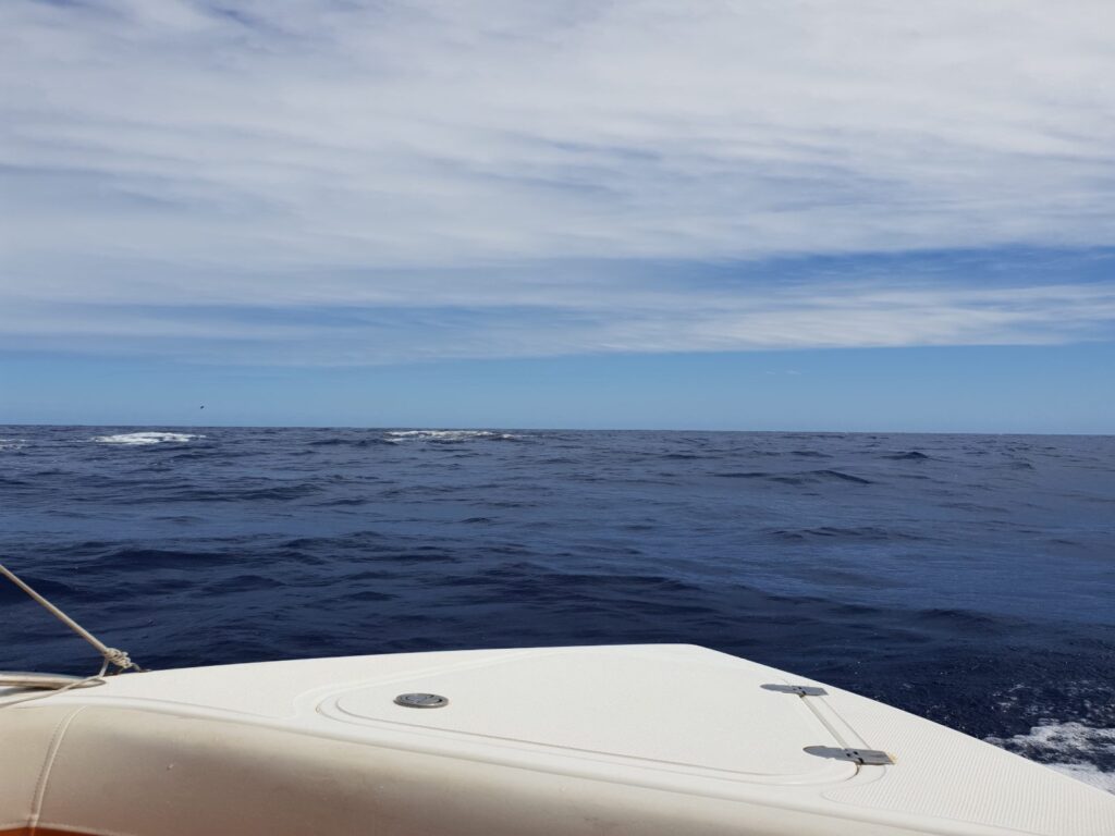 Observer les dauphins et les cachalots à l’île Maurice :